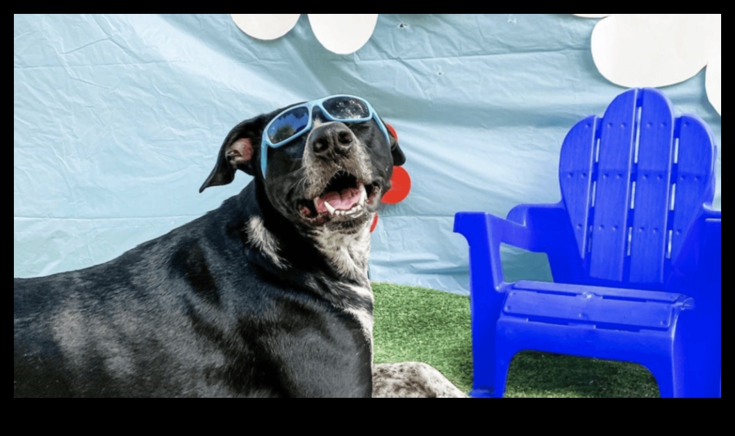 Pawsome Fashion The Latest Trends in Pet Accessories for Every Occasion 1 Pawsome Fashion: Trendy Pet Accessories for Every Occasion