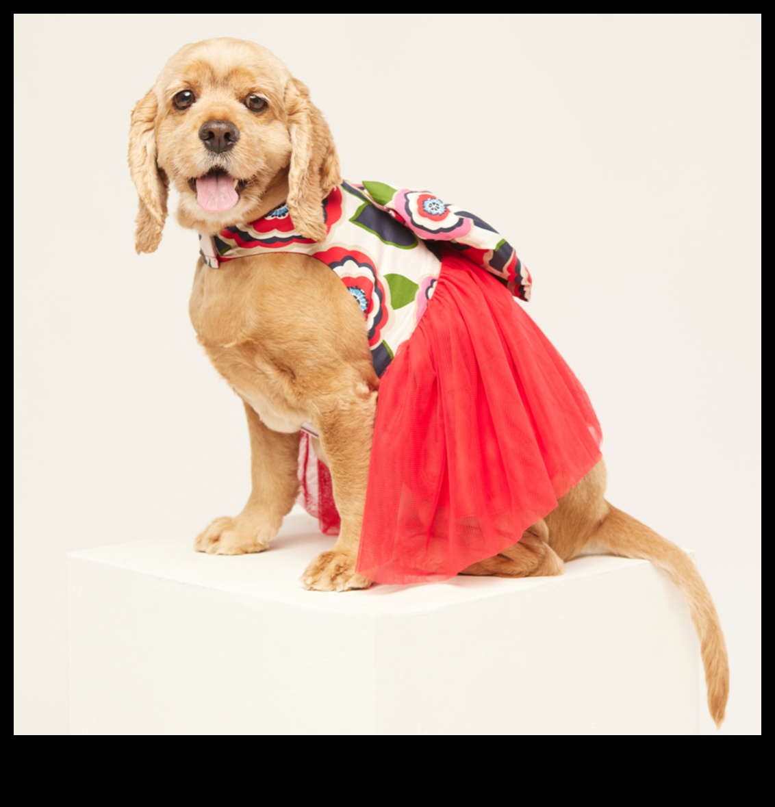 Pawsome Fashion The Latest Trends in Pet Accessories for Every Occasion 4 Pawsome Fashion: Trendy Pet Accessories for Every Occasion