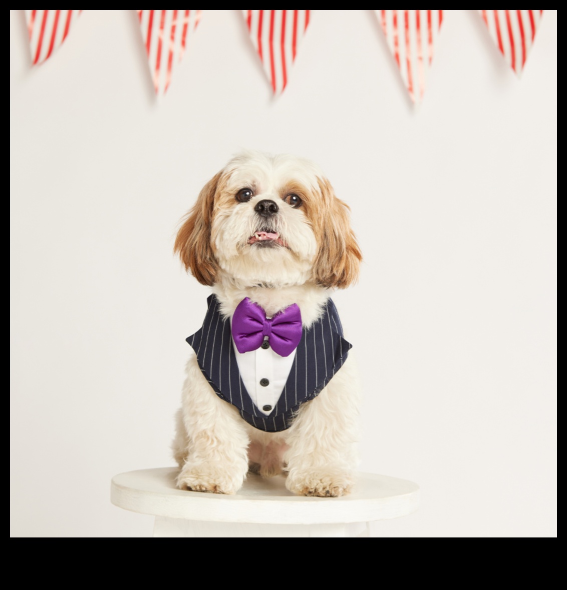 Pawsome Fashion The Latest Trends in Pet Accessories for Every Occasion 5 Pawsome Fashion: Trendy Pet Accessories for Every Occasion