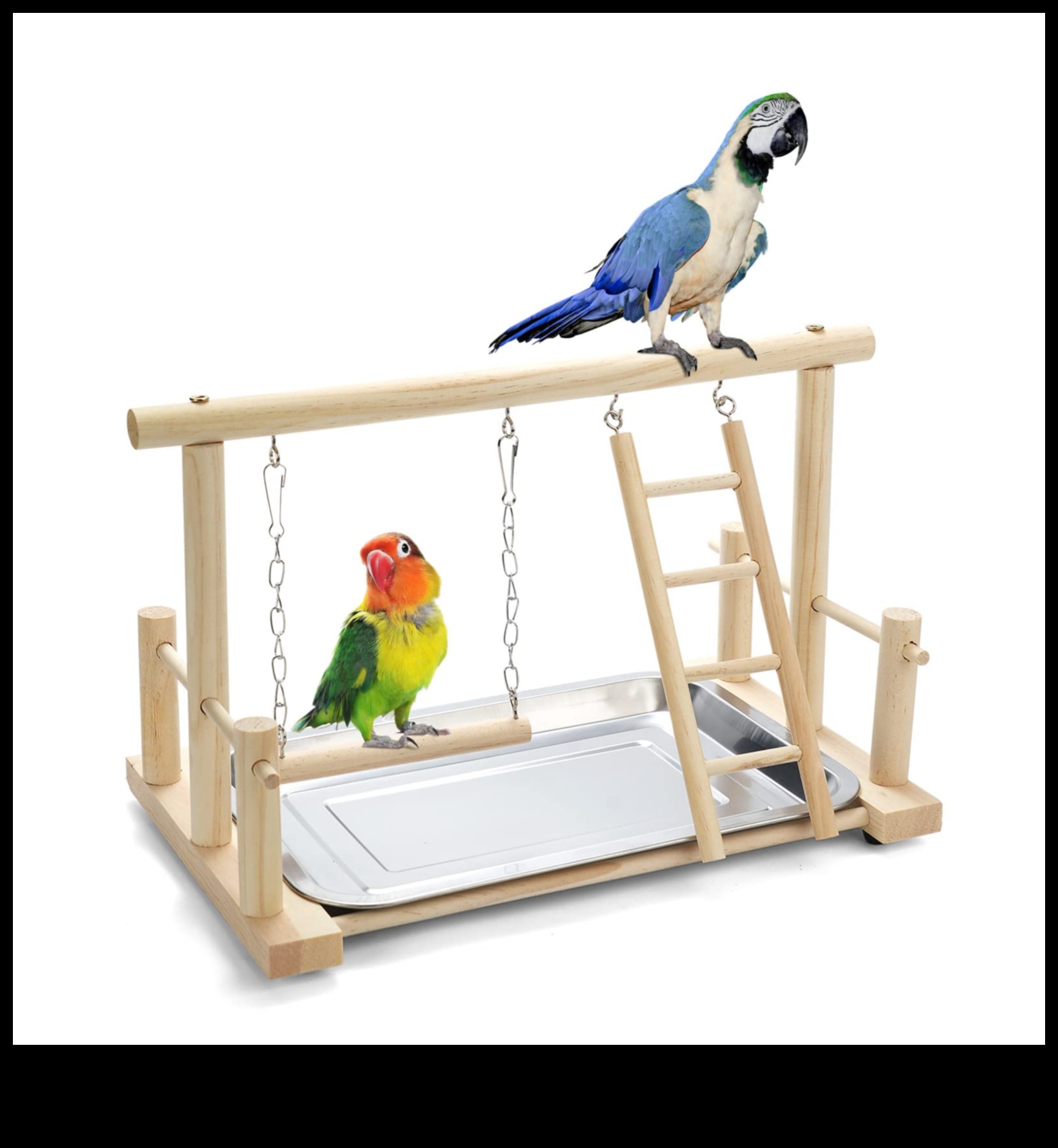 Perch and Play Activity Ideas for Your Pet Parrot 4 Perch and Play: Activity Ideas for Your Pet Parrot