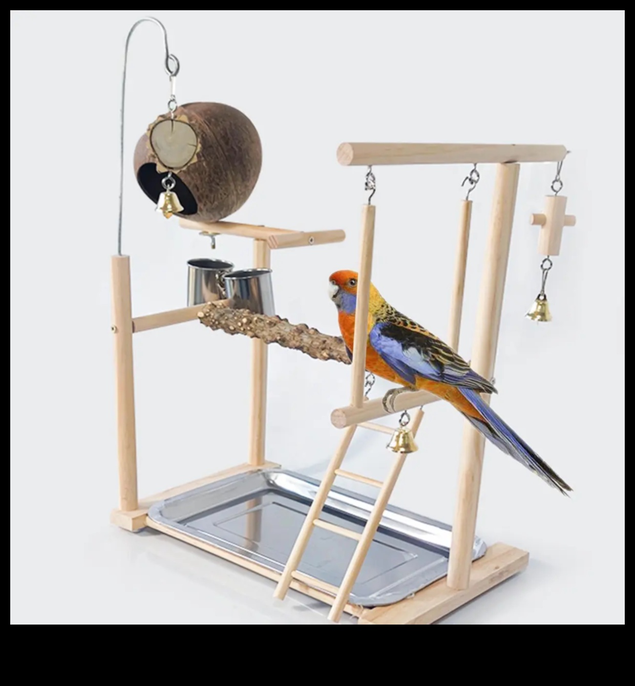 Perch and Play Activity Ideas for Your Pet Parrot 5 Perch and Play: Activity Ideas for Your Pet Parrot