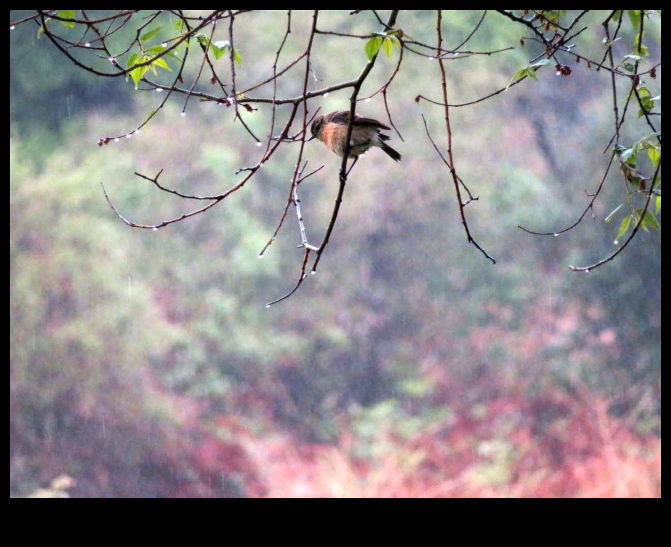 Perching Prowess How Birds Master the Art of Balancing 2 Perching Prowess: How Birds Master the Art of Balancing