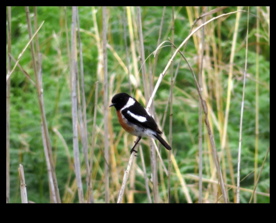 Perching Prowess How Birds Master the Art of Balancing 3 Perching Prowess: How Birds Master the Art of Balancing