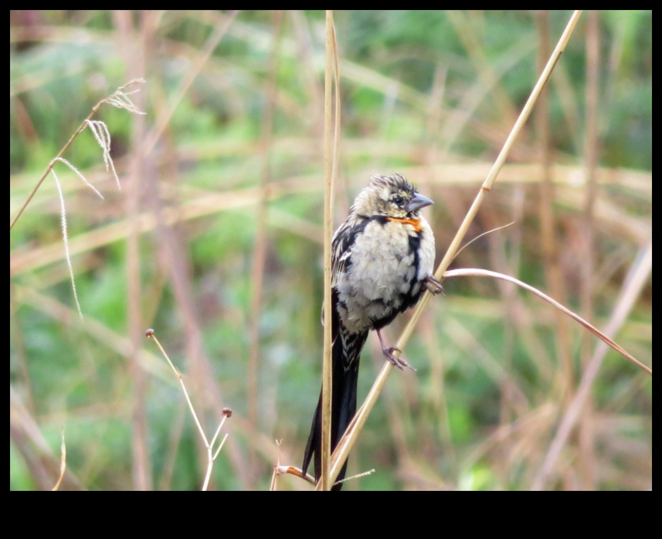 Perching Prowess How Birds Master the Art of Balancing 4 Perching Prowess: How Birds Master the Art of Balancing