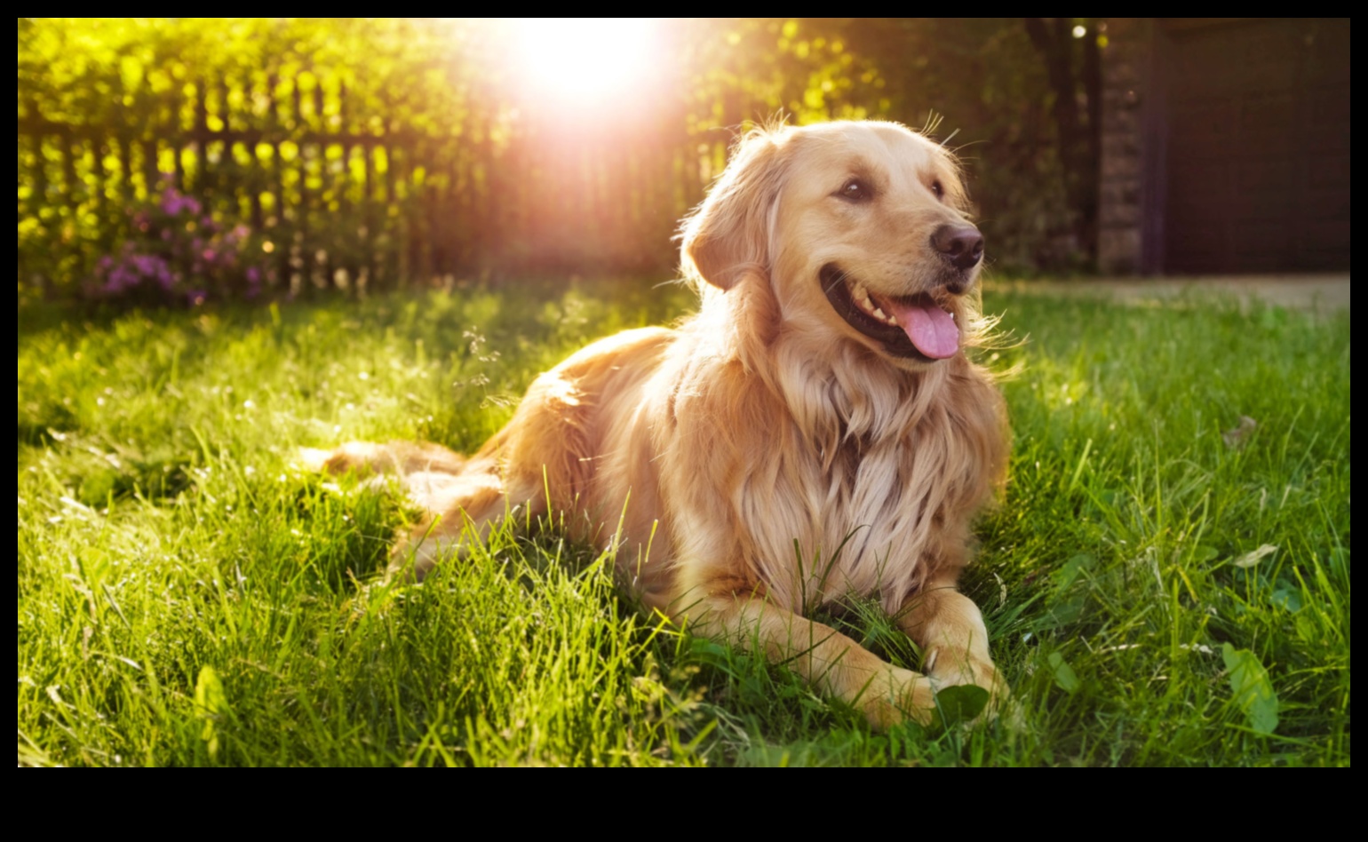 Pet Photography Tips Capturing the Best Moments of Your Furry Friends 4 Pet Photography Tips: Capturing the Best Moments of Your Furry Friends