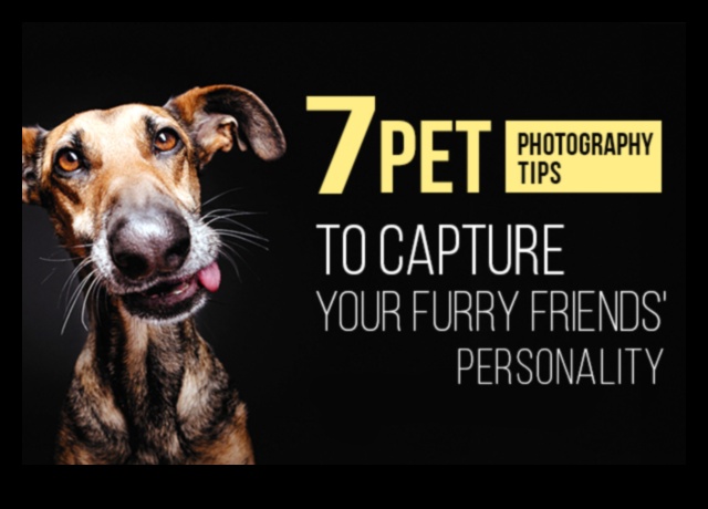 Pet Photography Tips Capturing the Best Moments of Your Furry Friends 5 Pet Photography Tips: Capturing the Best Moments of Your Furry Friends