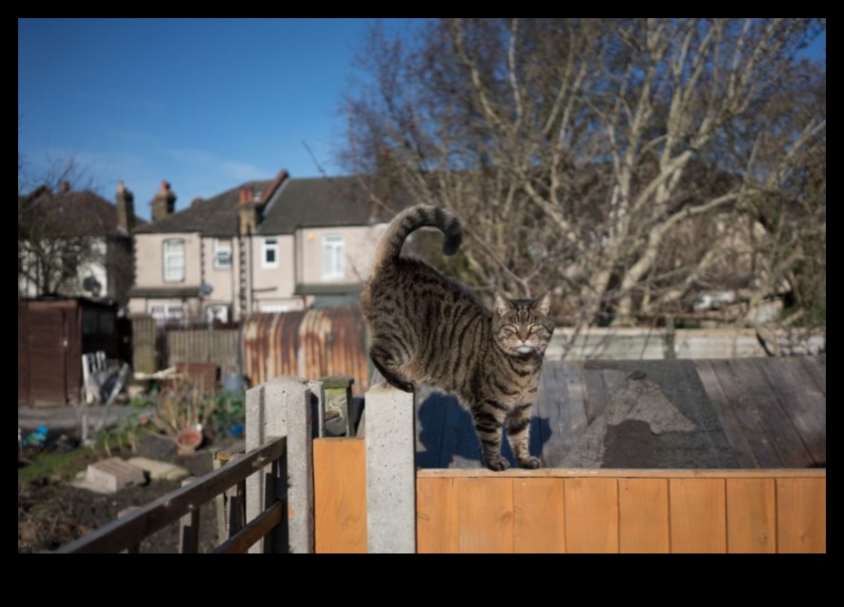 Pet-Proofing Your Garden Creating a Safe Outdoor Space for Animals 1