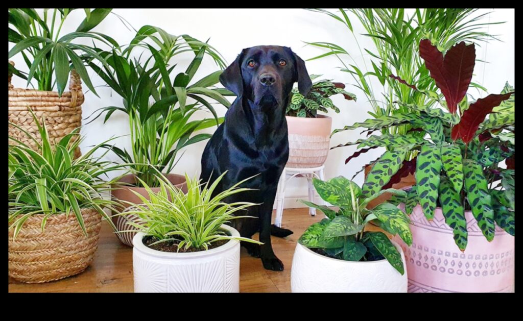 Pet-Safe Plants Continued Expanding Your Indoor Garden Collection 1