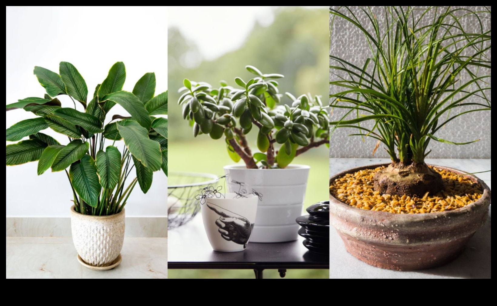 Pet-Safe Plants Continued Expanding Your Indoor Garden Collection 2 Pet-Safe Plants Continued: Expanding Your Indoor Garden Collection