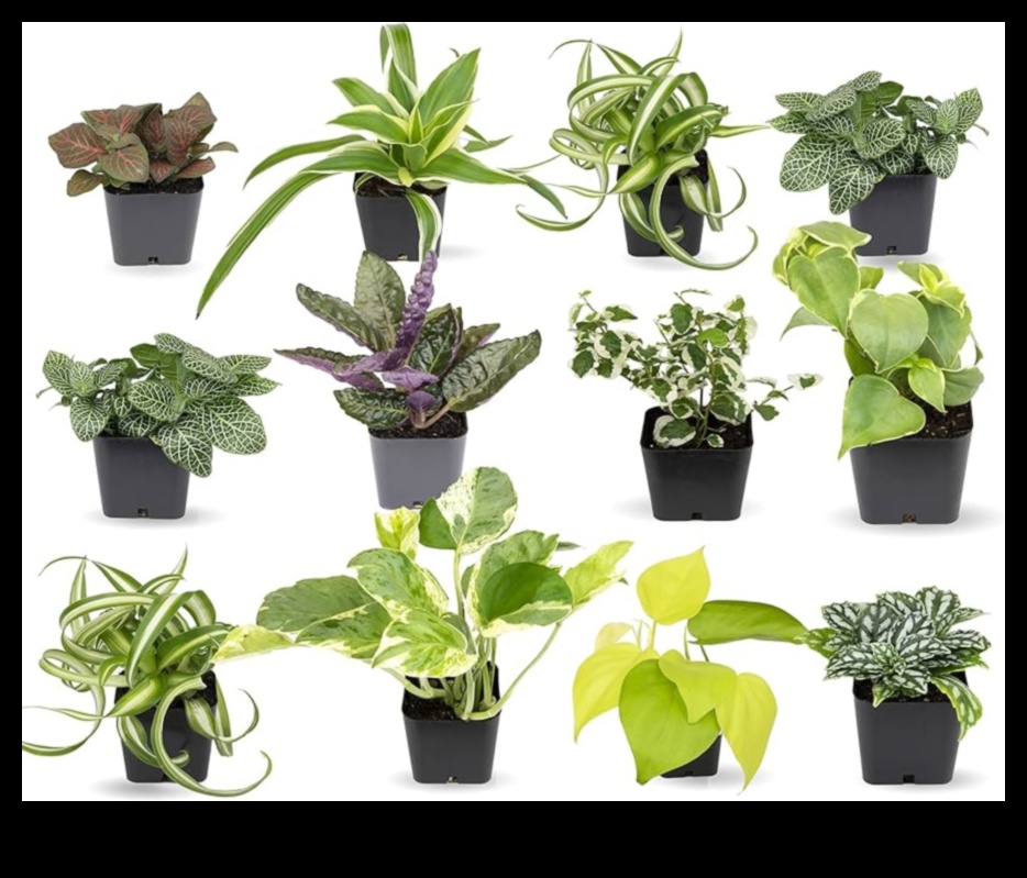 Pet-Safe Plants Continued Expanding Your Indoor Garden Collection 3 Pet-Safe Plants Continued: Expanding Your Indoor Garden Collection