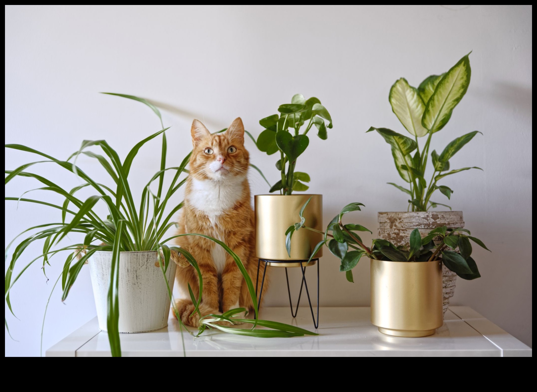 Pet-Safe Plants Continued Expanding Your Indoor Garden Collection 4 Pet-Safe Plants Continued: Expanding Your Indoor Garden Collection