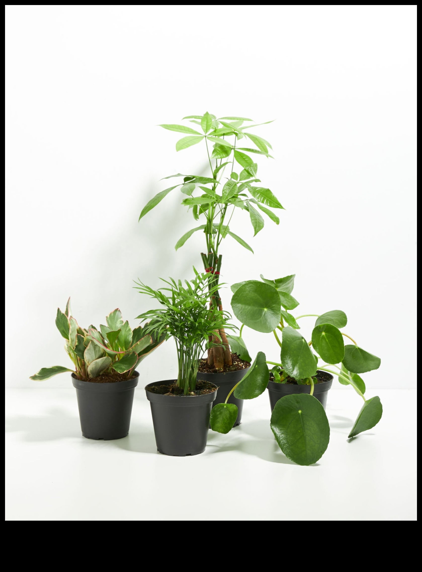Pet-Safe Plants Continued Expanding Your Indoor Garden Collection 5 Pet-Safe Plants Continued: Expanding Your Indoor Garden Collection