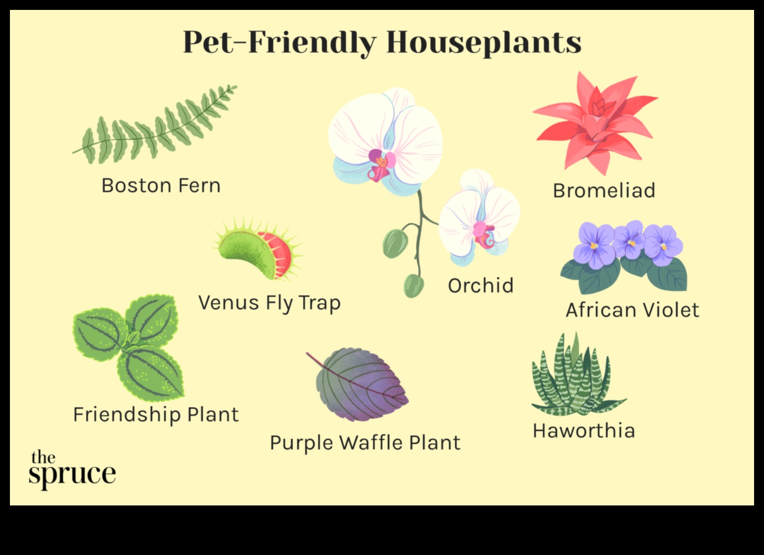 Pet-Safe Plants: Greenery for a Pet-Friendly Home
