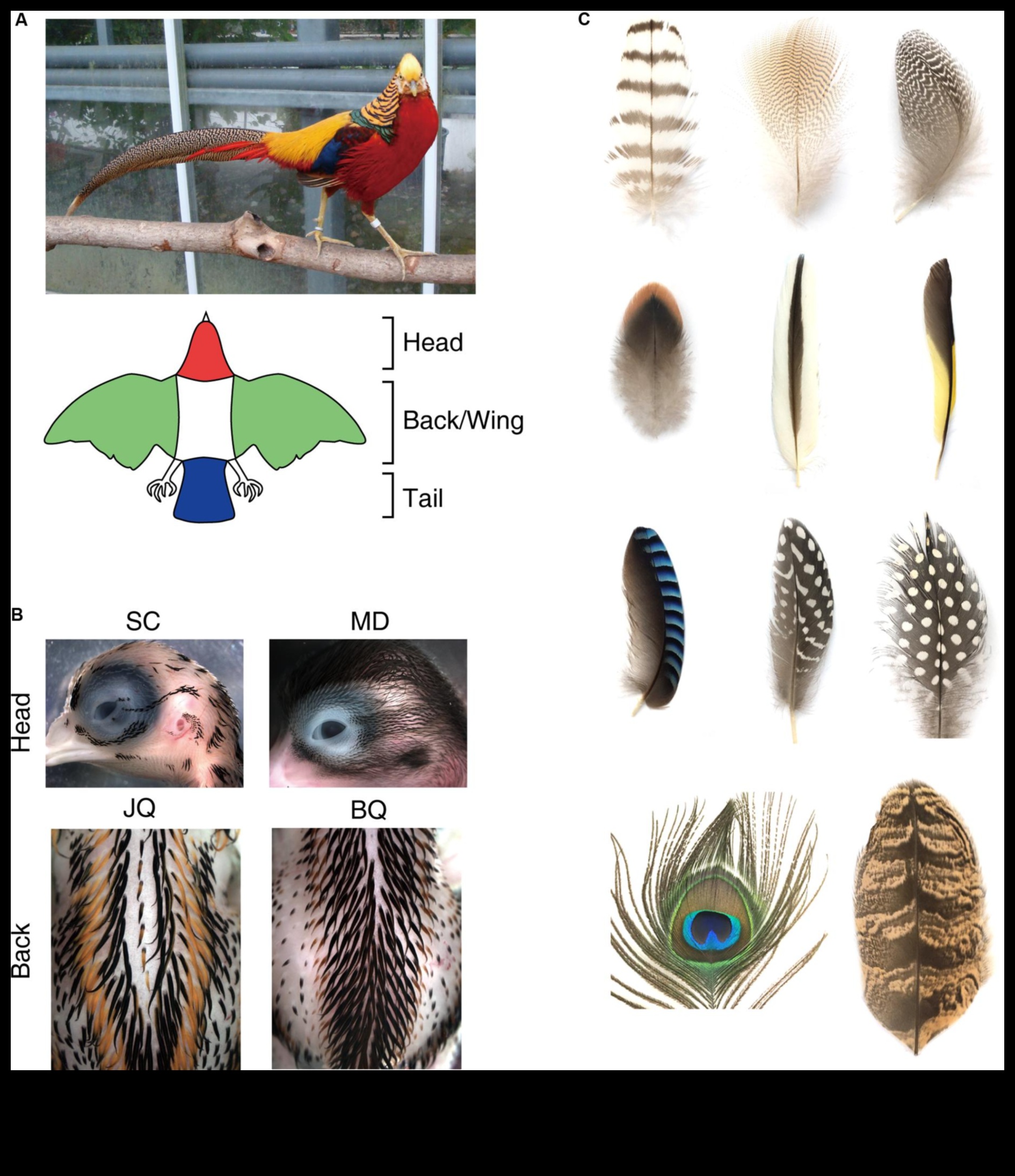 Plumage Palette: The Vibrant Colors and Patterns of Bird Feathers