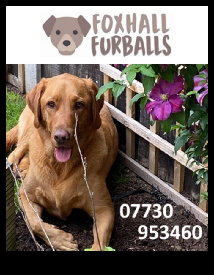 Pocket Pet Olympics: Friendly Competitions for Small Furballs