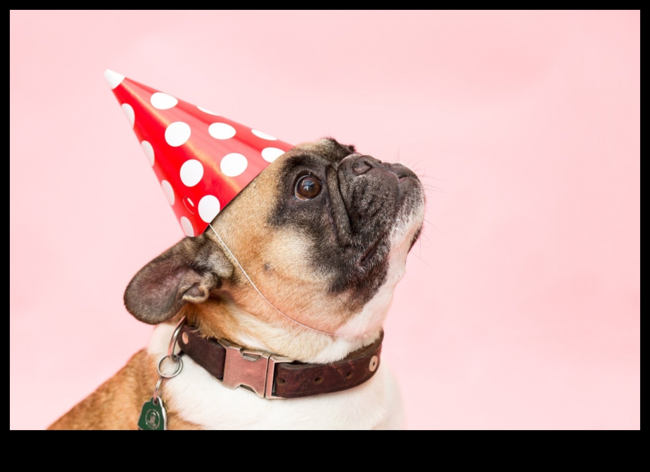 Pocket Pet Party: Throwing a Celebration for Your Small Animals