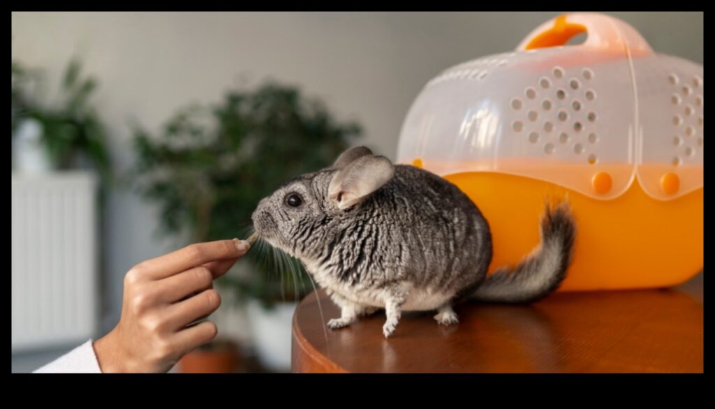 Pocket Pet Perfection Care Tips for Small Rodents and Hamsters 1