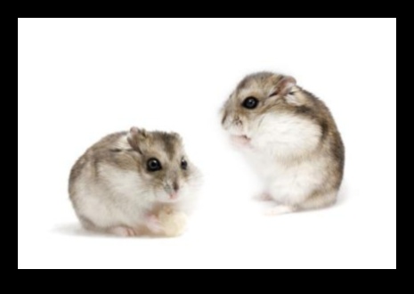 Pocket Pet Perfection: Care Tips for Small Rodents and Hamsters