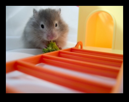 Pocket Pet Perfection: Care Tips for Small Rodents and Hamsters