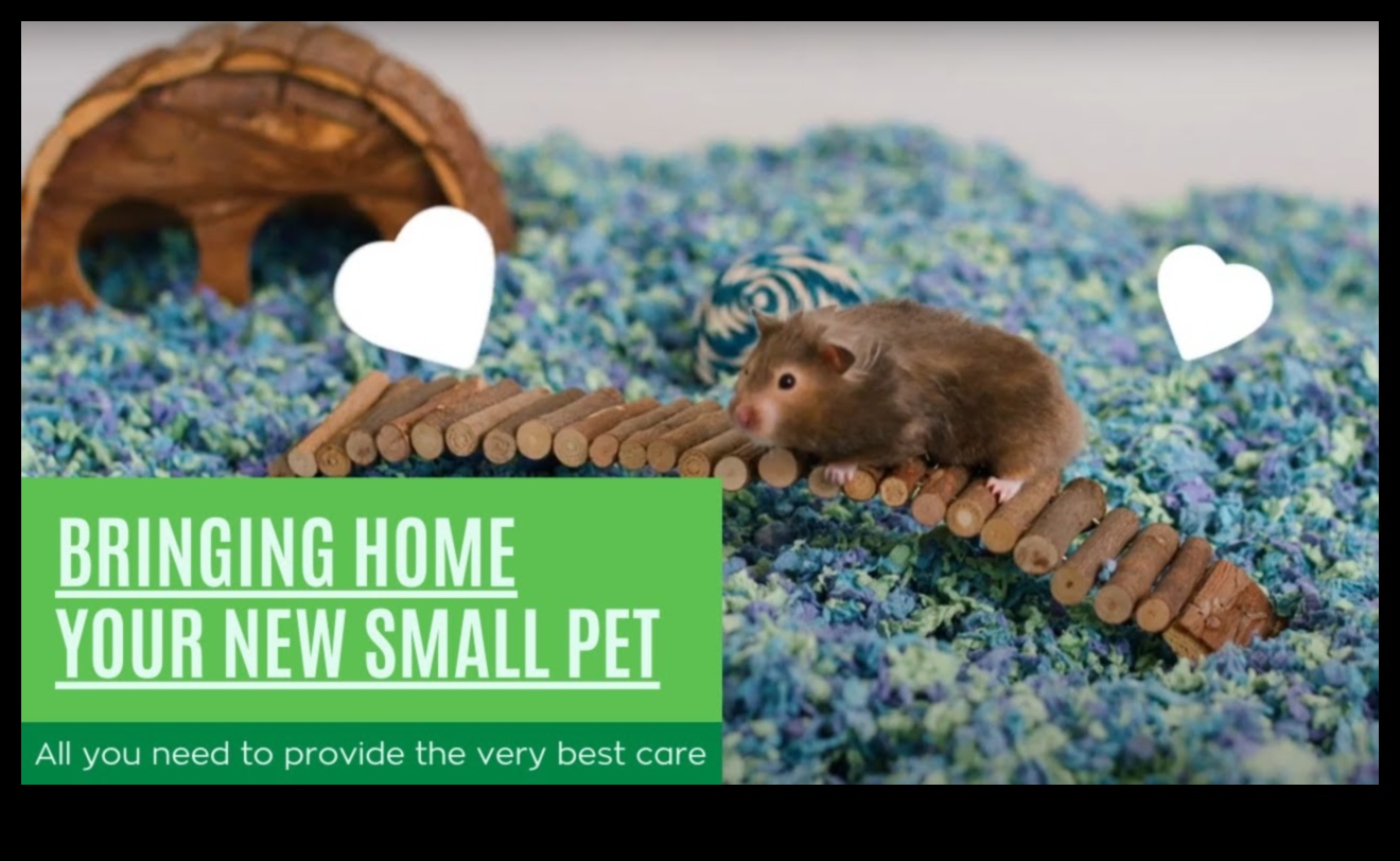 Pocket Pet Perfection: Care Tips for Small Rodents and Hamsters