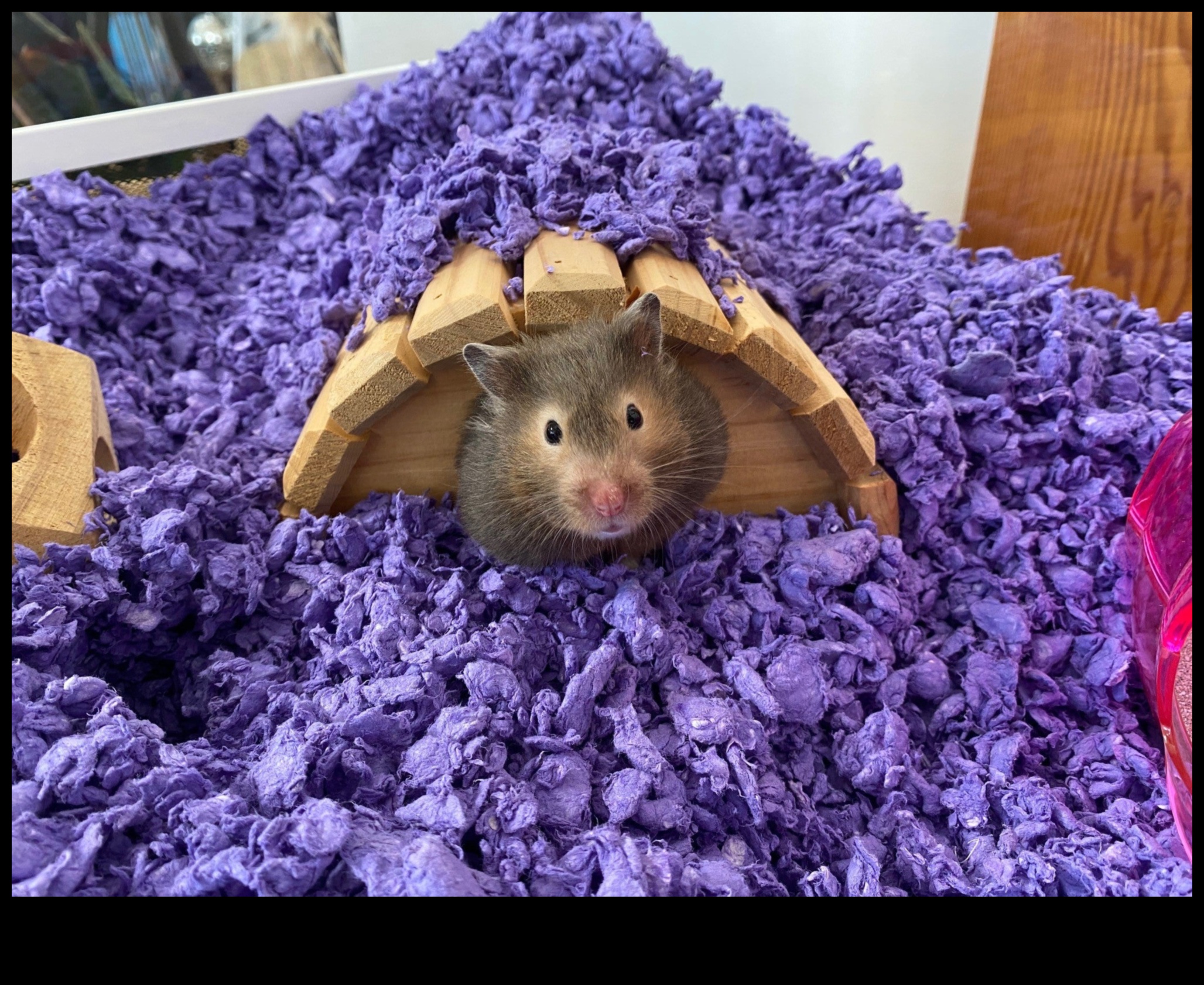 Pocket Pet Perfection: Care Tips for Small Rodents and Hamsters