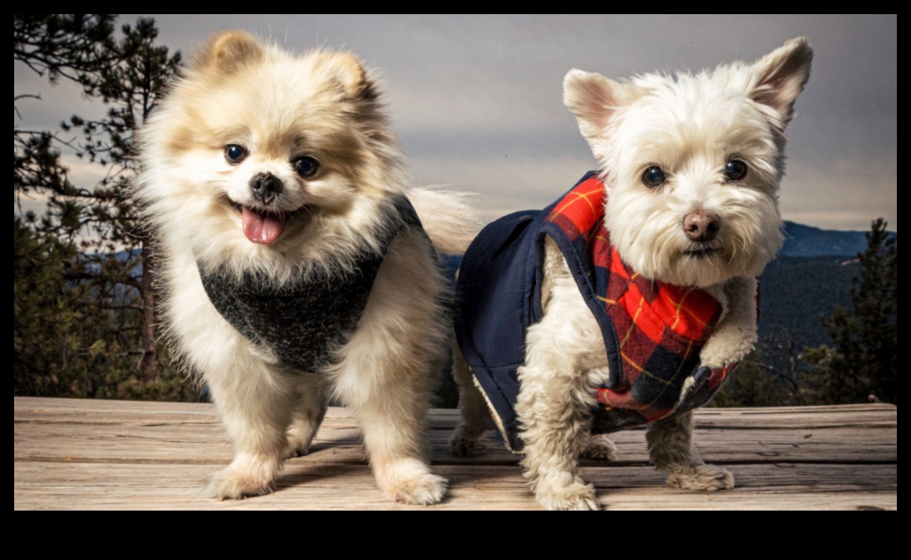 Pocket Pet Photo Shoot Continued: Creating Miniature Sets