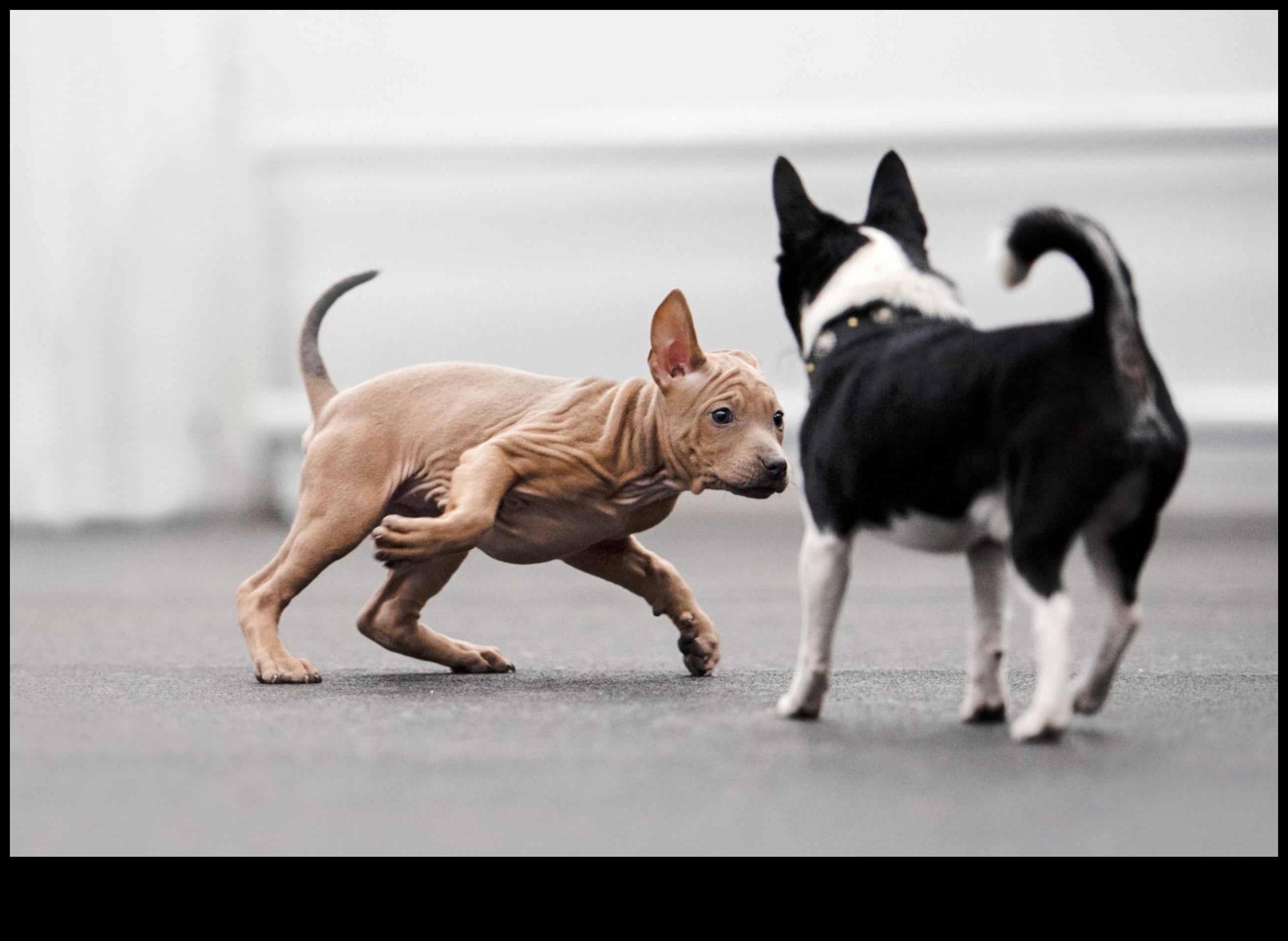 Pocket Pet Playdate: Socializing Small Animals for Companionship