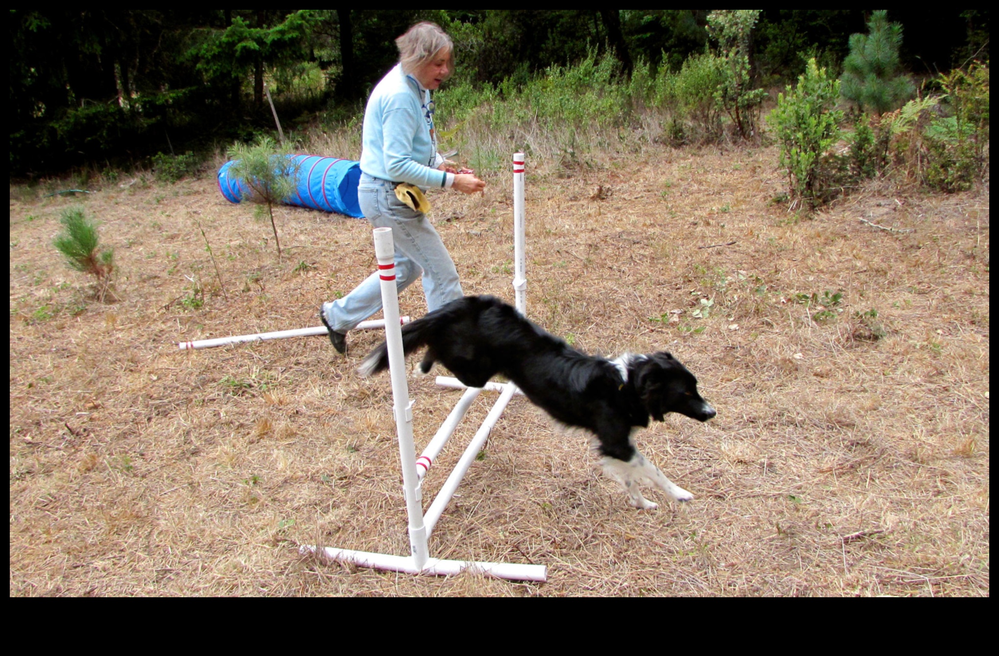 Pocket Pet Playground: DIY Obstacle Courses for Small Animals
