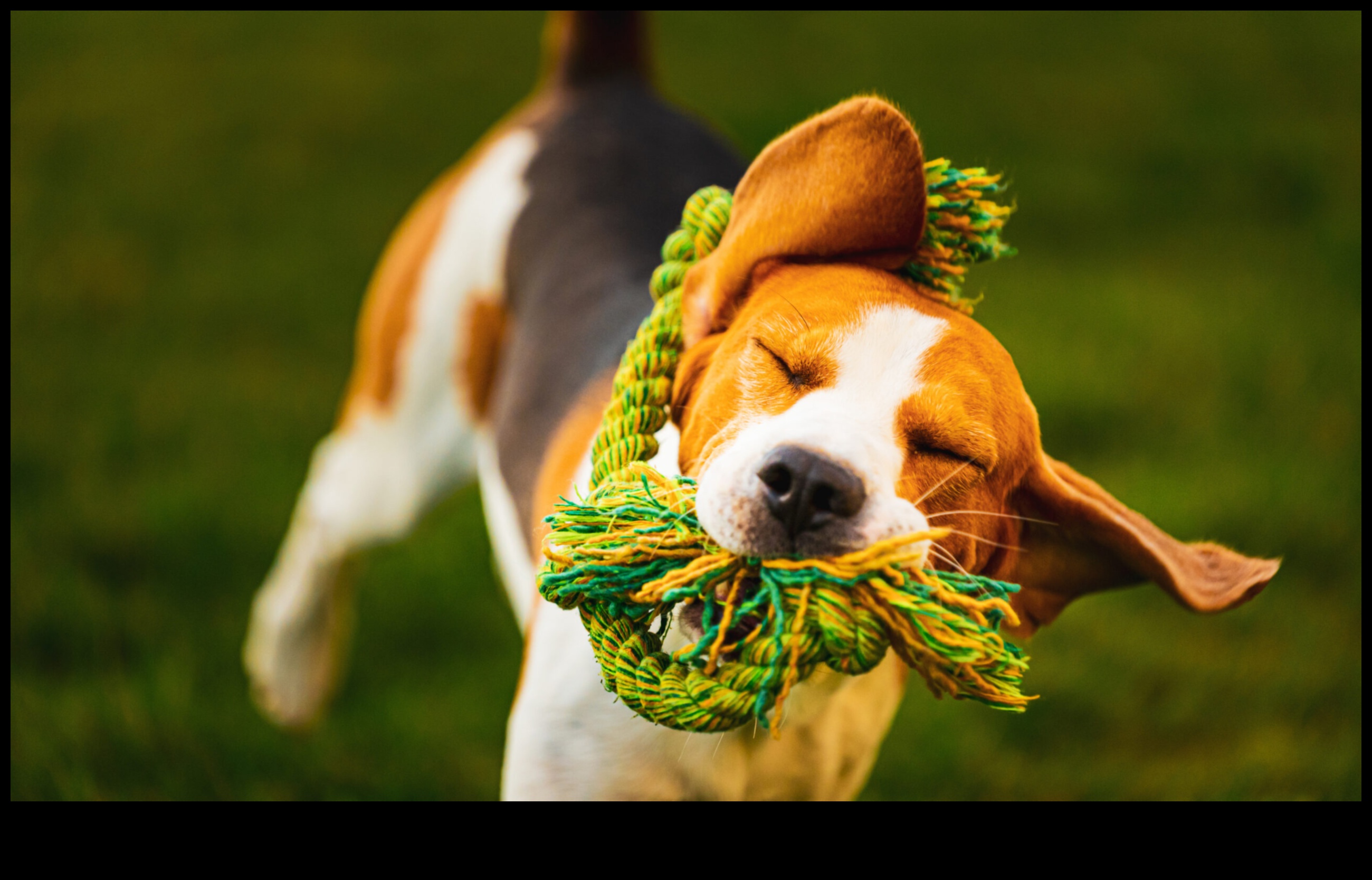 Pocket Pet Playtime: Interactive Fun for Small Animals