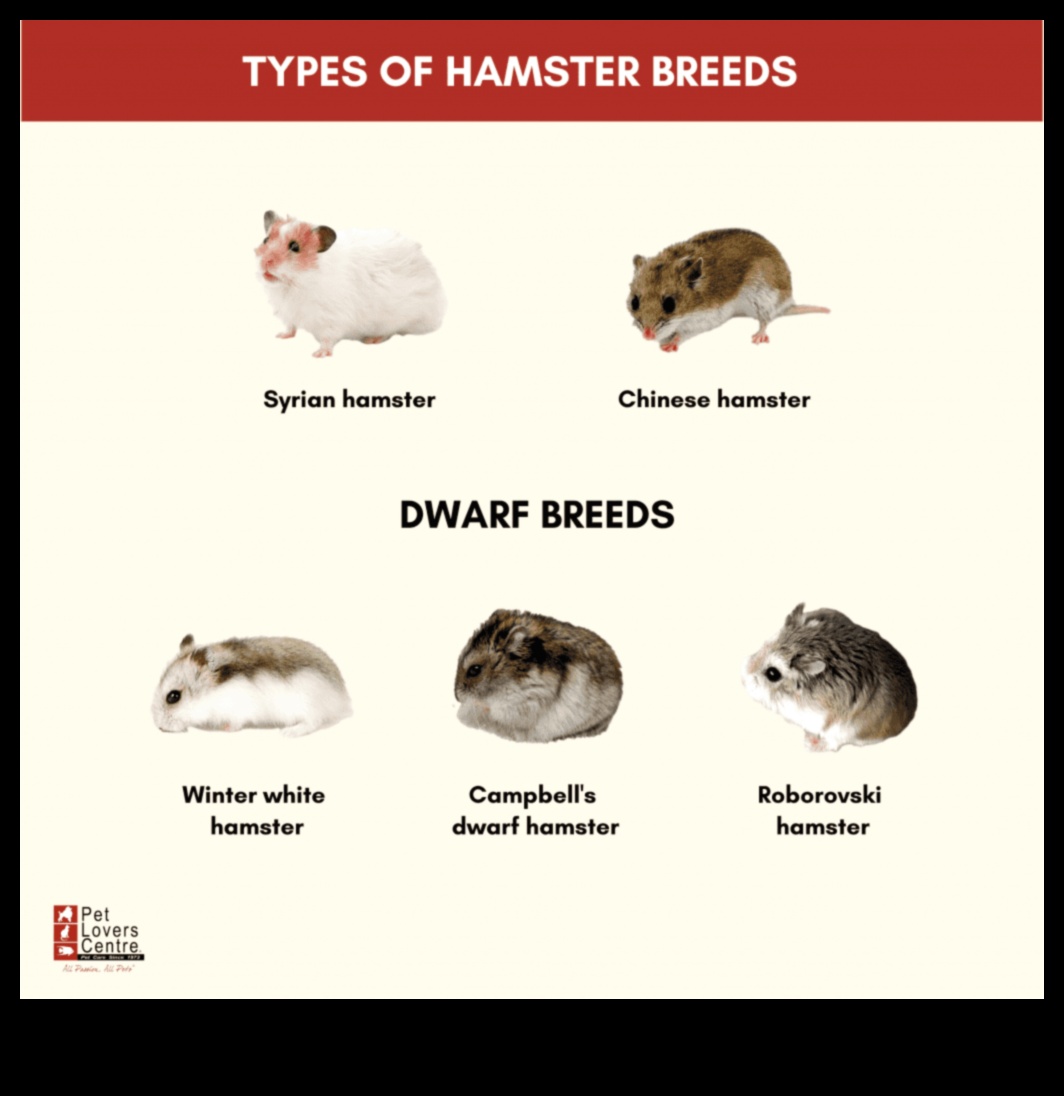 Pocket-Sized Companions: Understanding Different Hamster Breeds