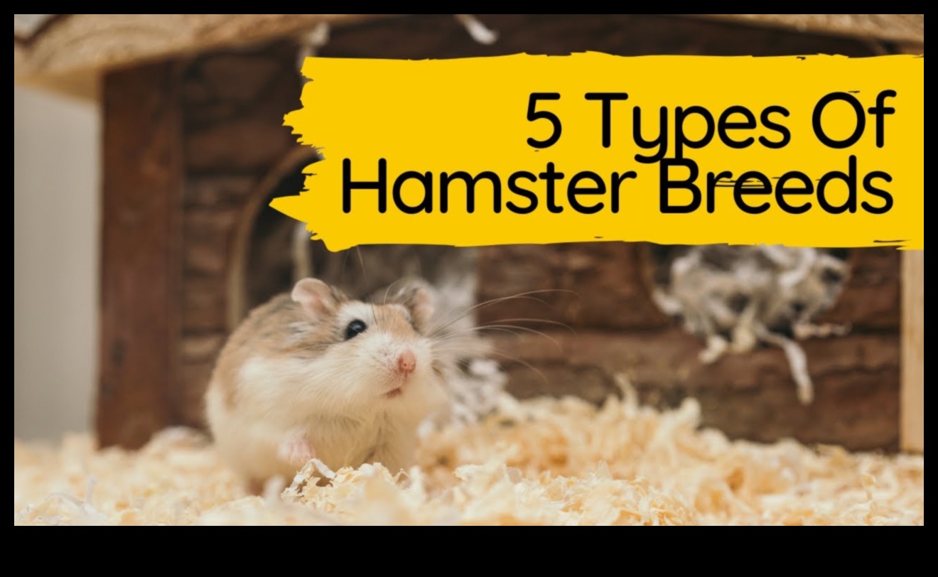 Pocket-Sized Companions: Understanding Different Hamster Breeds