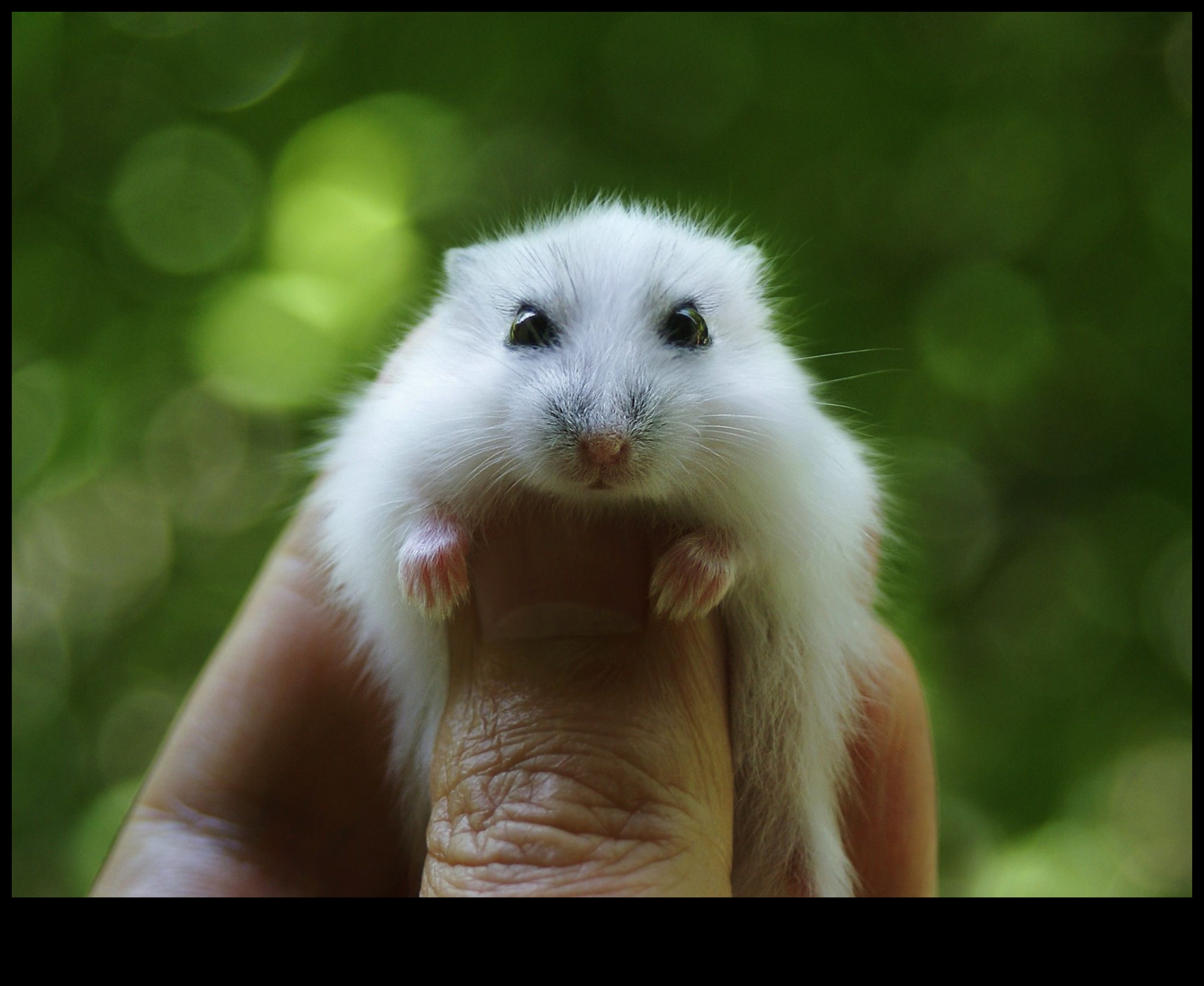Pocket-Sized Companions: Understanding Different Hamster Breeds