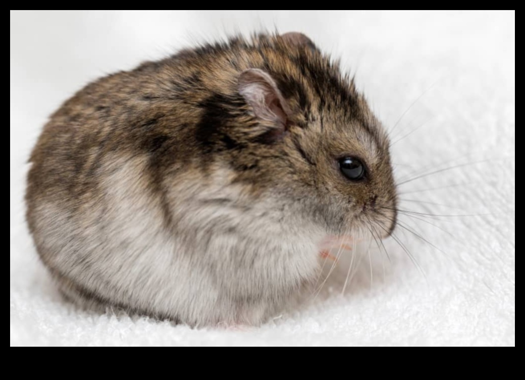Pocket-Sized Companions: Understanding Different Hamster Breeds