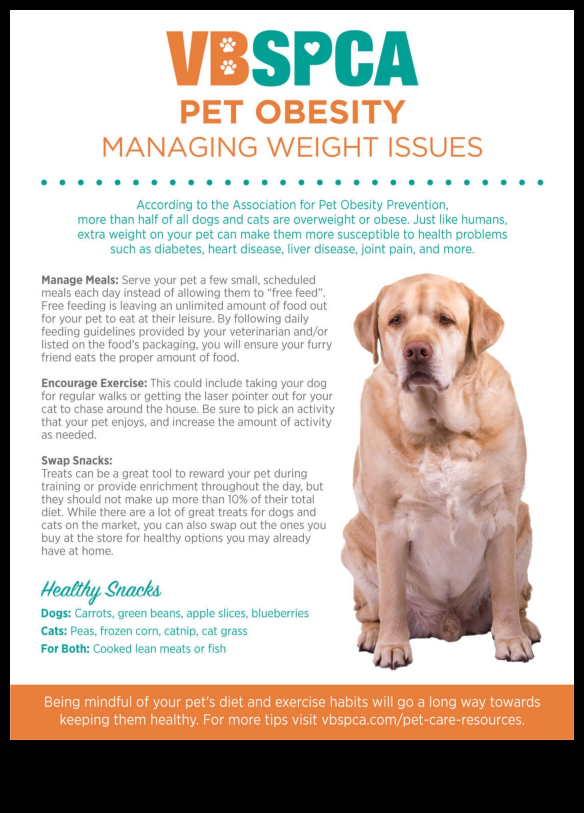 Preventing Pet Obesity: Tips for Maintaining a Healthy Weight