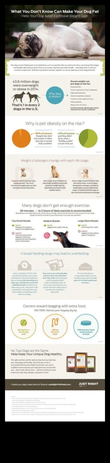 Preventing Pet Obesity: Tips for Maintaining a Healthy Weight