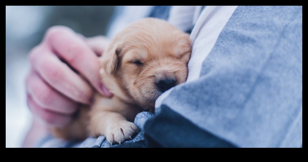 Puppy Love: Essential Tips for New Dog Owners