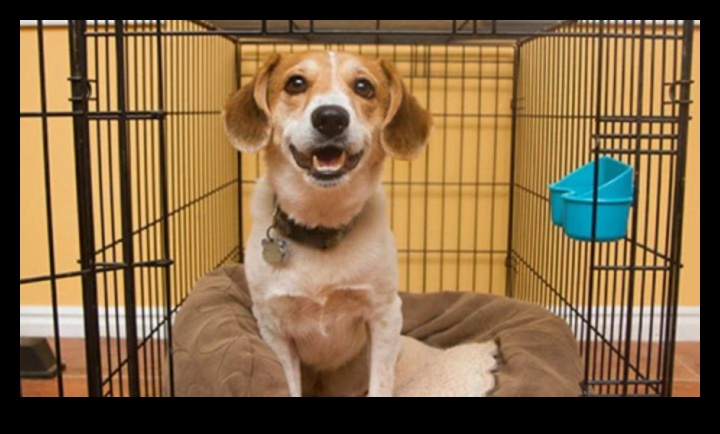 Puppy Parenting: Raising a Well-Behaved Canine Companion