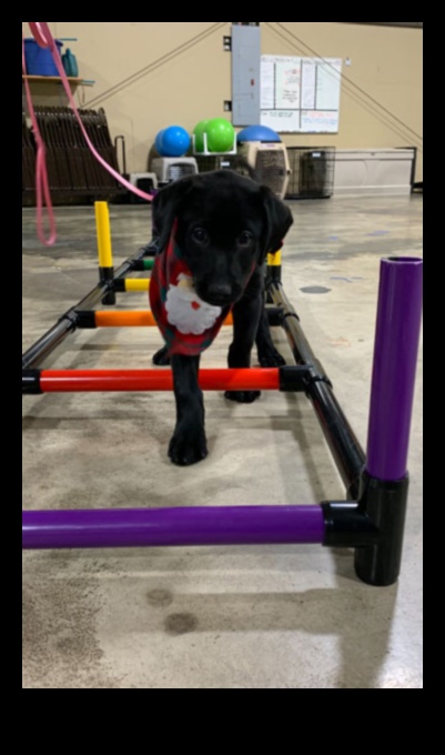 Puppy Parkour Agility Exercises for Energetic Dogs 1