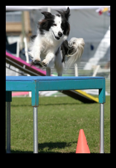 Puppy Parkour: Agility Exercises for Energetic Dogs