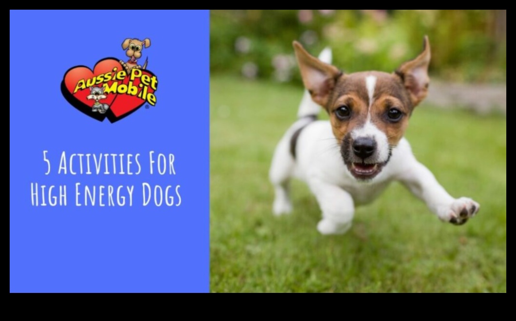 Puppy Parkour: Agility Exercises for Energetic Dogs