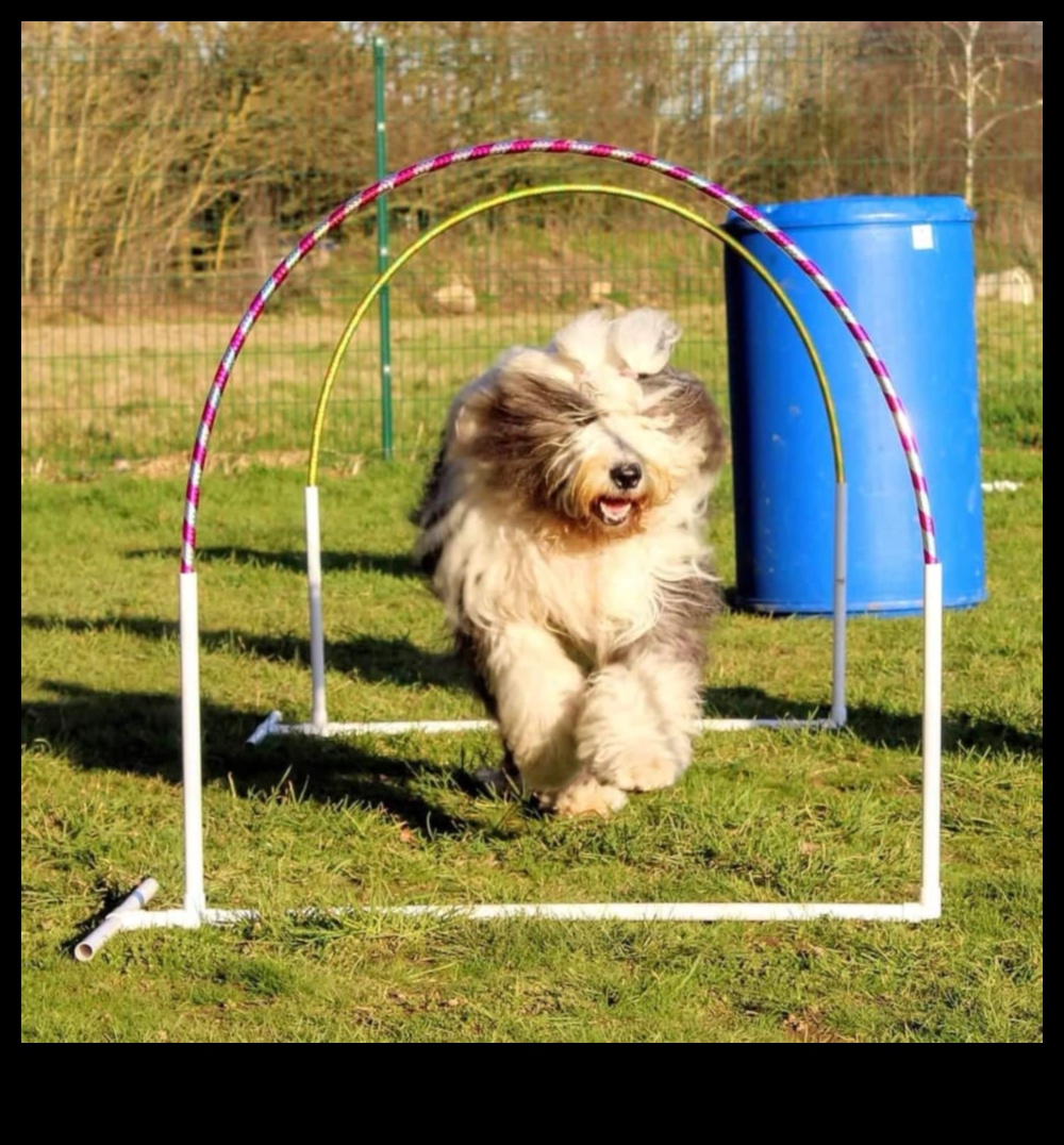 Puppy Parkour: Agility Exercises for Energetic Dogs