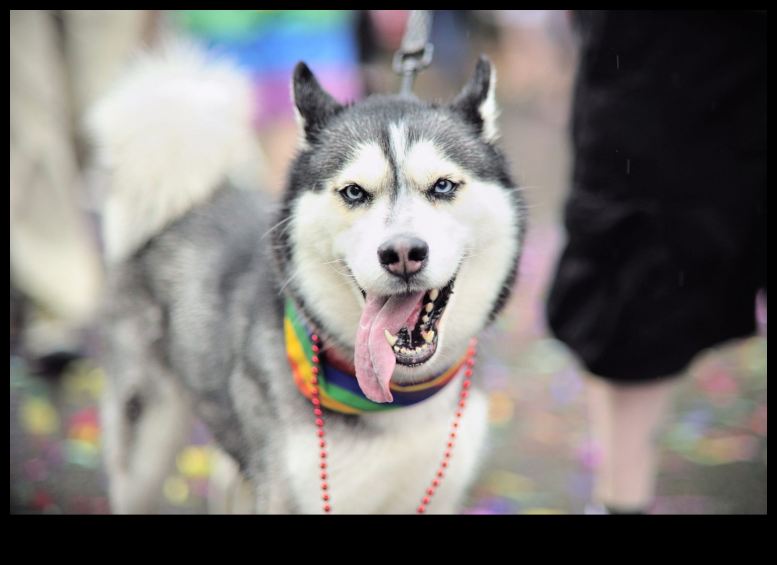 Puppy Play Parade: Marching Band Fun for Dogs