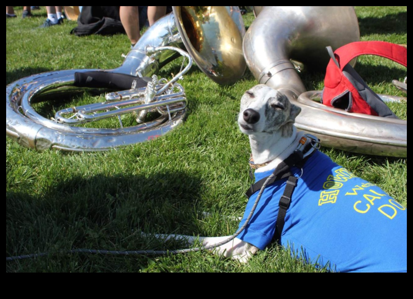 Puppy Play Parade: Marching Band Fun for Dogs