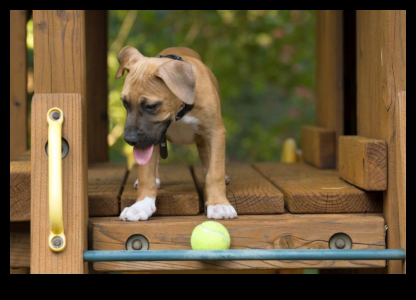 Puppy Playground: Building a Safe and Stimulating Backyard