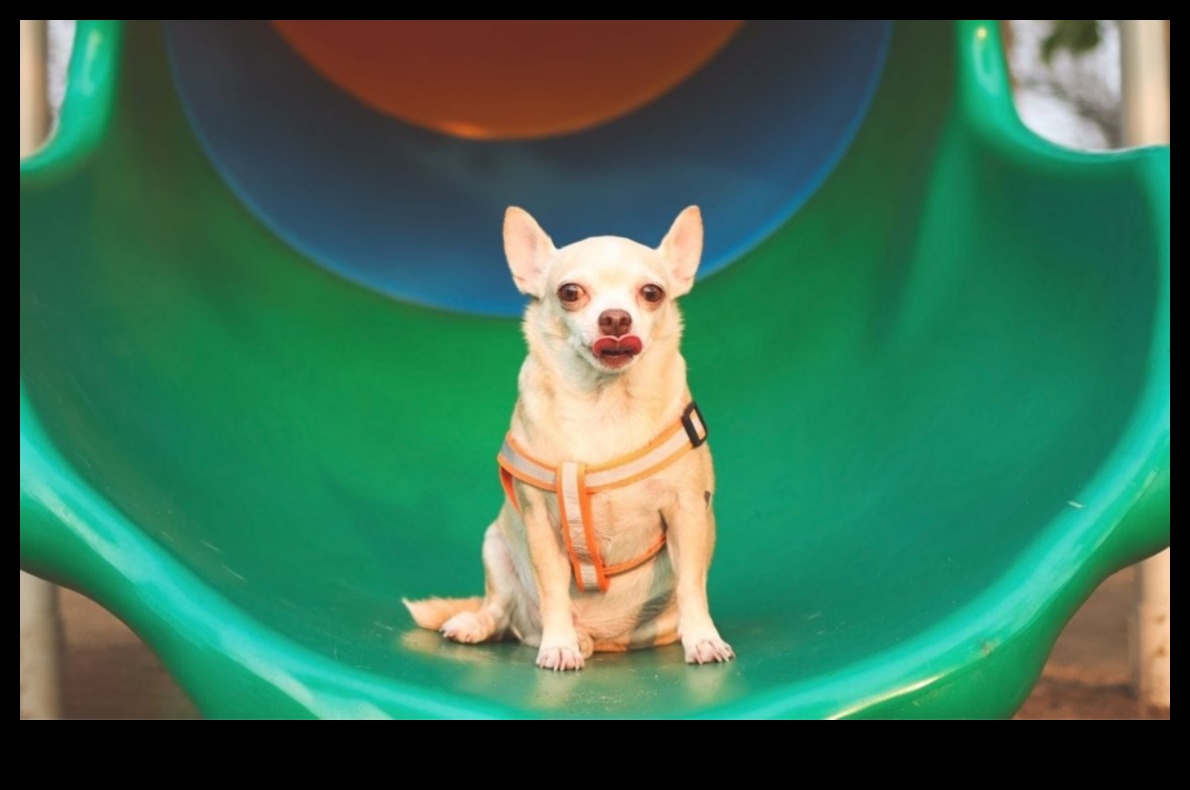 Puppy Playground: Building a Safe and Stimulating Backyard