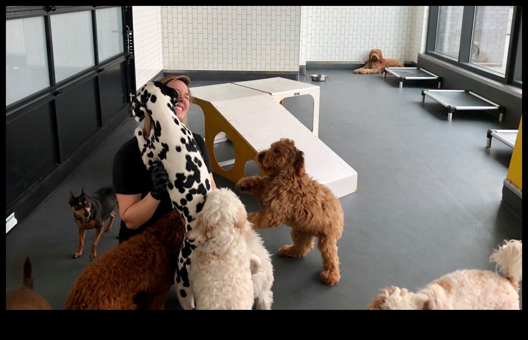 Puppy Playgroup Essentials: Socializing Your Pup with Other Dogs