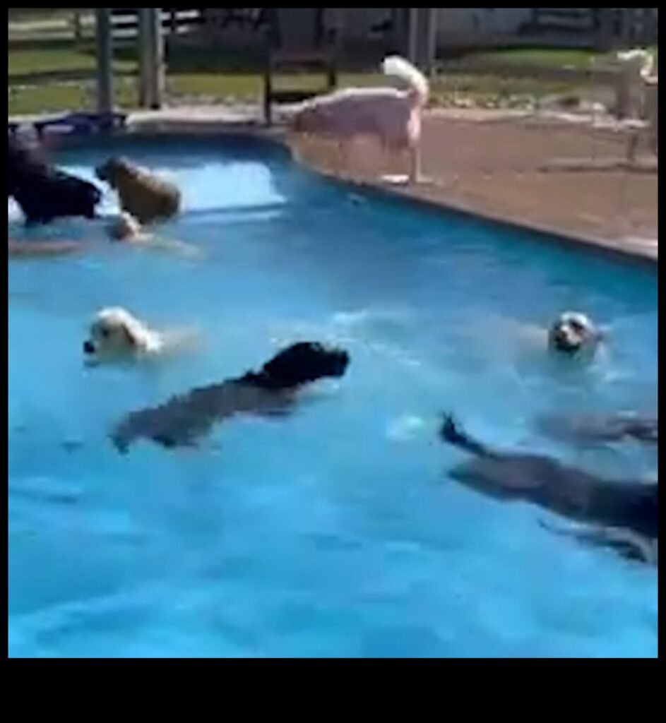 Puppy Pool Party Beat the Heat with Water Fun for Dogs 1