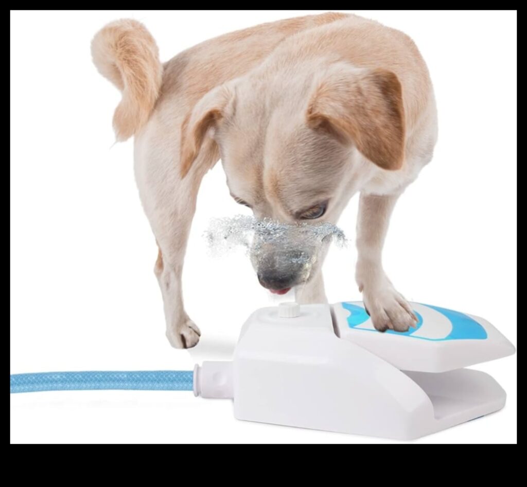 Puppy Pool Paw-ty Continued Cool Off With These 5 Water Games for Dogs 1