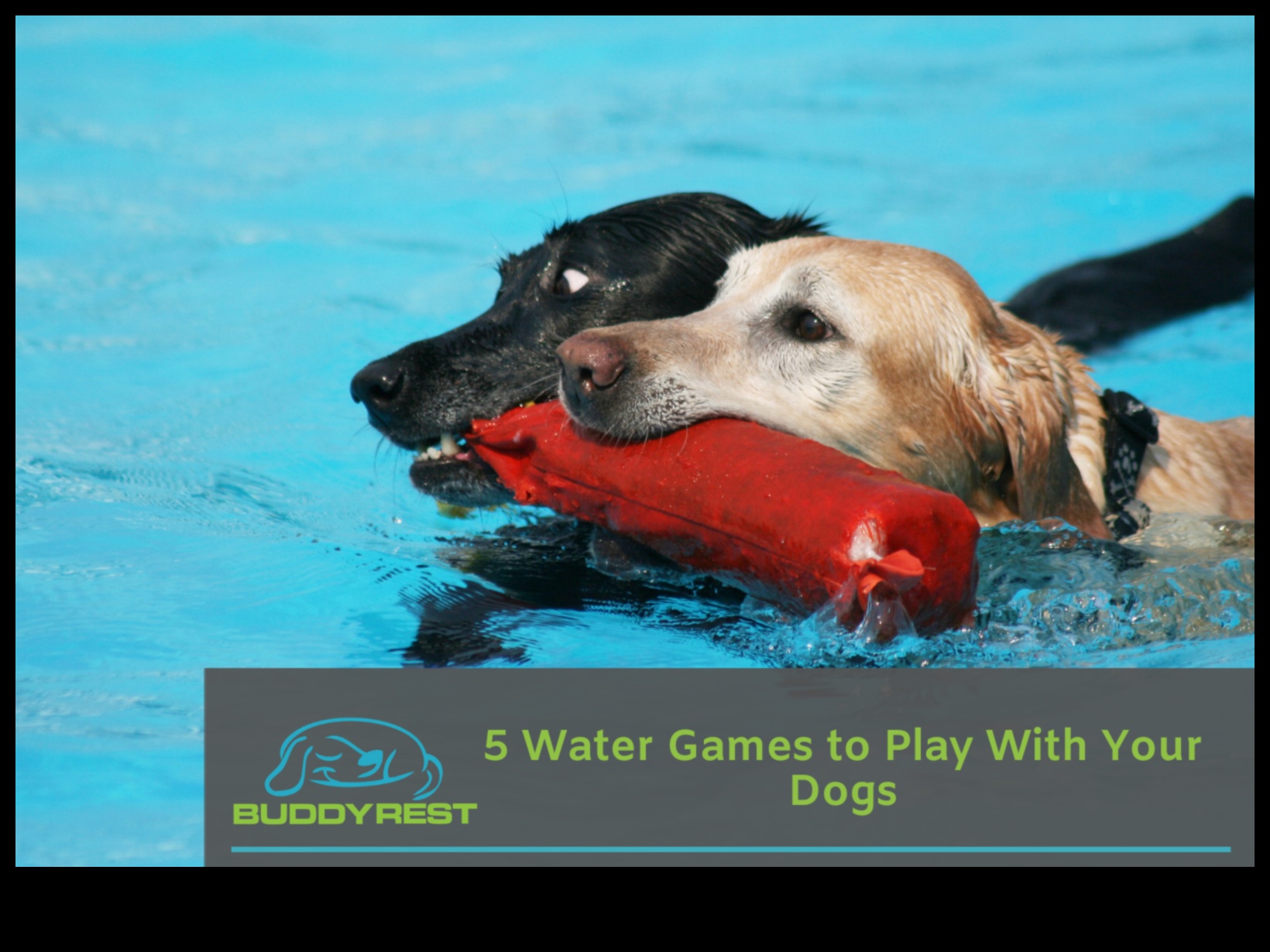 Puppy Pool Paw-ty Continued: Adding Water Games for Dogs