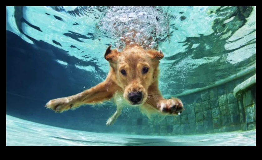 Puppy Pool Paw-ty Continued: Adding Water Games for Dogs